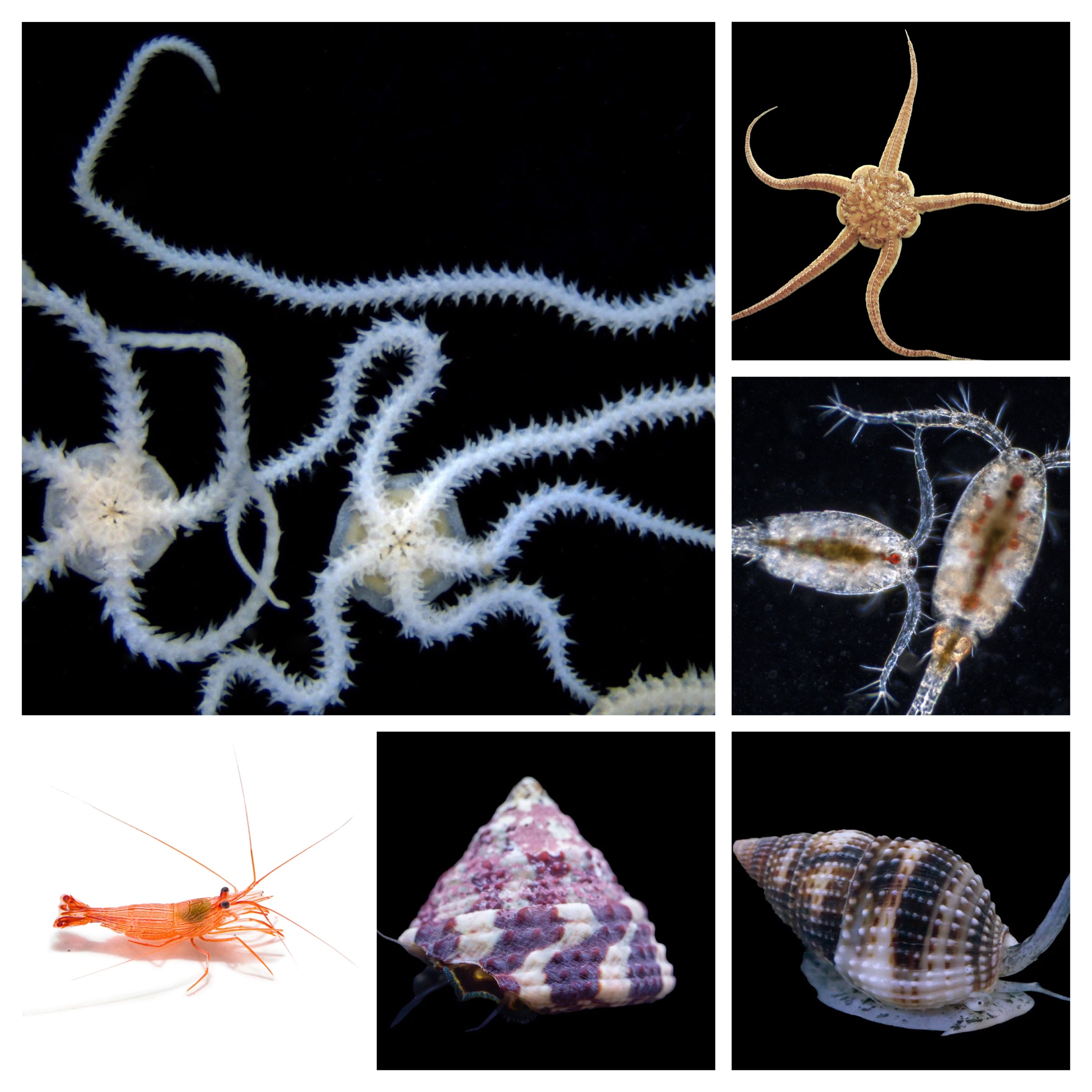 Aquarium Clean-up Crews