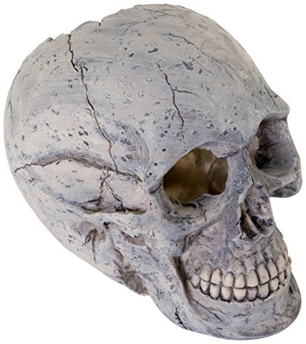 Human Skull Ornament