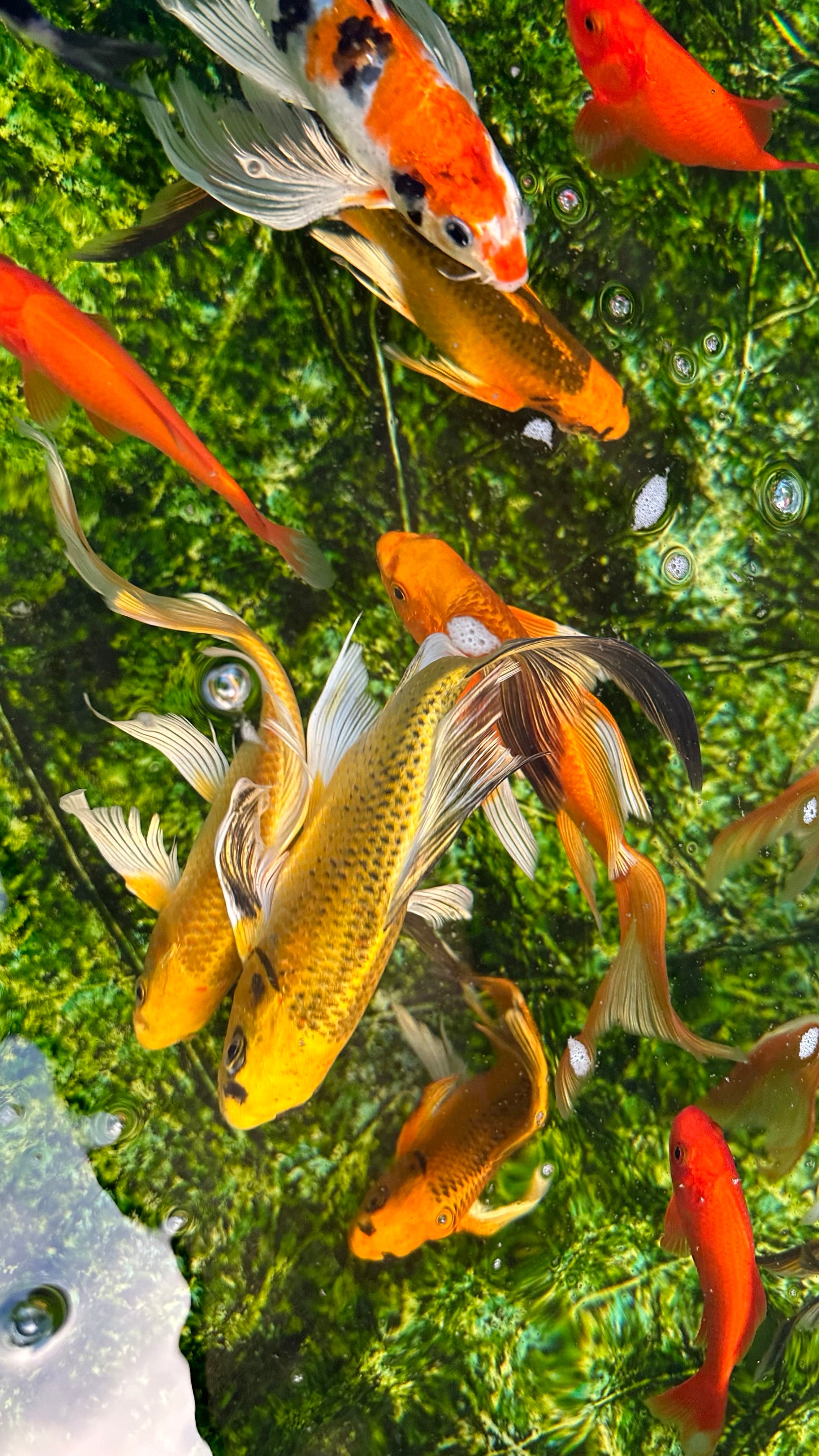 Koi Goldfish 